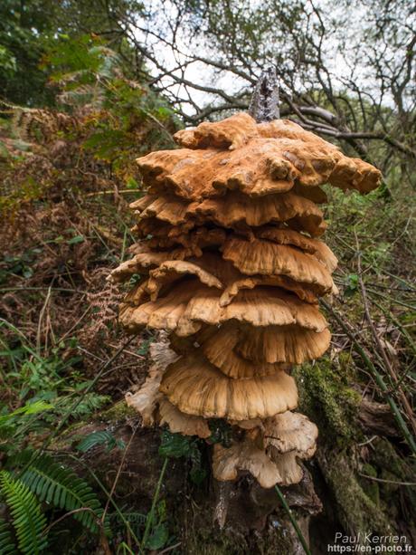 balade au bord de L'Odet #Gouesnach #Bretagne #Finistère