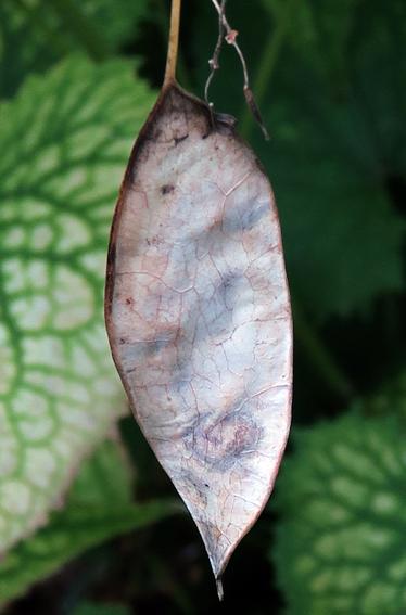 Lunaire vivace (Lunaria rediviva)