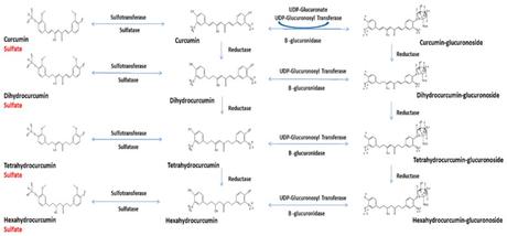 Chimie et métabolisme de la curcumine Chimie et métabolisme de la curcumine