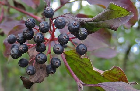 Cornouiller sanguin (Cornus sanguinea) Cornouiller sanguin (Cornus sanguinea)