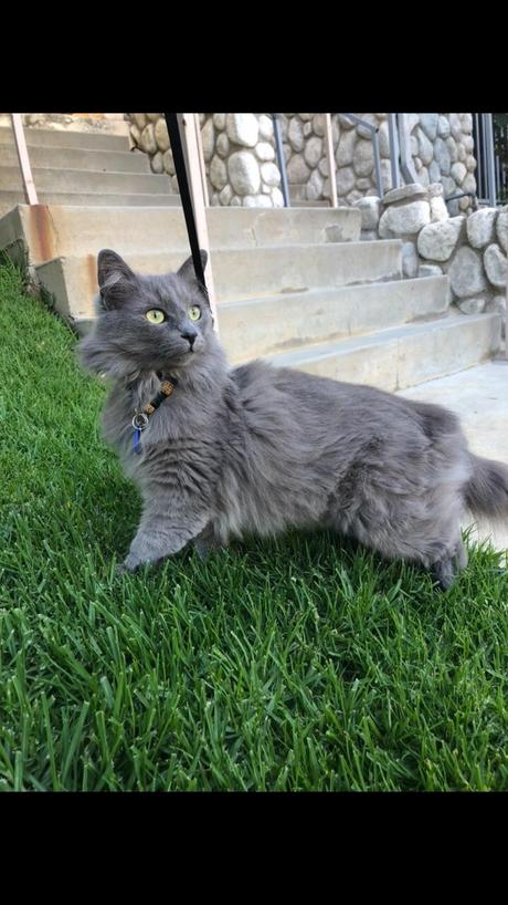 Le Monde en Train de Devenir Rêve ou le Rêve, le Monde