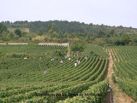 La France - La Bourgogne et ses vins