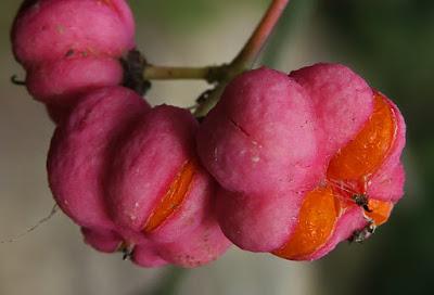 Fusain d'Europe (Euonymus europaeus)