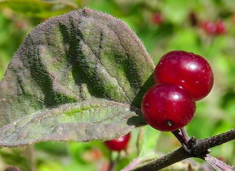 Camérisier (Lonicera xylosteum)