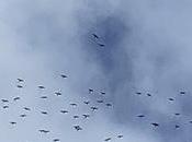 Puis aura champignons dans bois, bernaches l’estran peut-être même neige