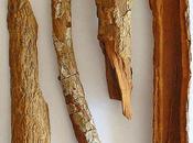 quinquina l’arbre requinque