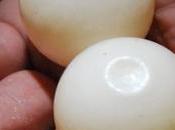 faux œufs tortues pour limiter baconnage