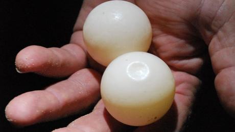 De faux œufs de tortues de mer pour limiter le baconnage