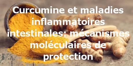 Curcumine et maladies inflammatoires intestinales: mécanismes moléculaires de protection