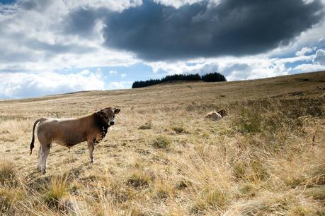 AUBRAC : L’Alto Braco, instants magiques d'une beauté rude et sauvage AUBRAC : L’Alto Braco, instants magiques d'une beauté rude et sauvage
