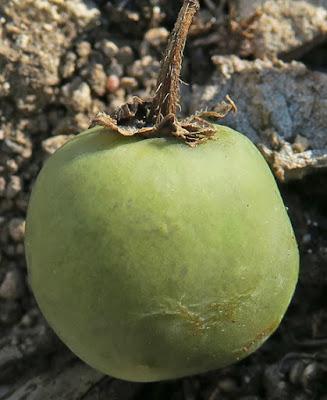 Pomme de terre (Solanum tuberosum)