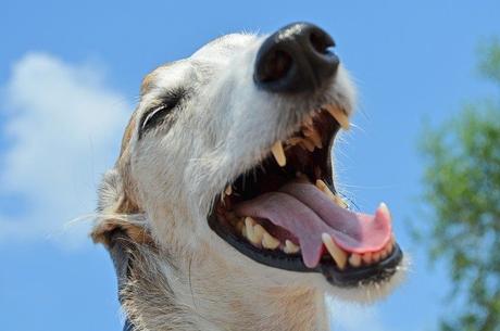 Brosser les dents de son chien : est-ce utile, pertinent ou dangereux ?