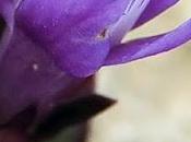 Gentiane d'Allemagne (Gentianella germanica)