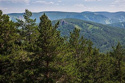 View of pines in the Kuysumy mountains in Siberia