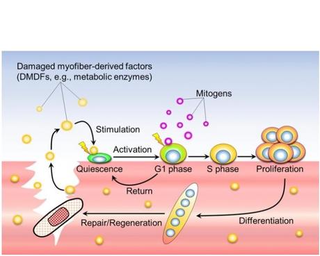 Ce modèle de régénération des blessures musculaires désigne ainsi les DMDF comme déclencheurs du processus de régénération musculaire (Visuel Associate Professor Yusuke Ono) Ce modèle de régénération des blessures musculaires désigne ainsi les DMDF comme déclencheurs du processus de régénération musculaire (Visuel Associate Professor Yusuke Ono)