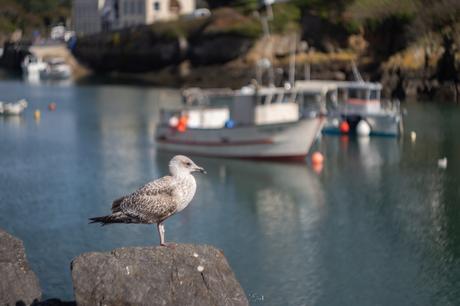 Le magnifique port de Doëlan