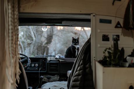 En van avec son chat