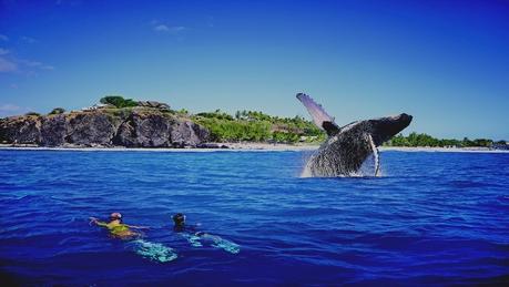 Voir les baleine à bosse de La Réunion