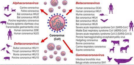 Classification of CoV genera – Alphacoronavirus, Betacoronavirus, Gammacoronavirus and Deltacoronavirus  (Visuel Journal of Small Animal Practice (JSAP) https://doi.org/10.1111/jsap.13207)