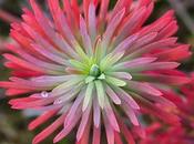 Euphorbe petit-cyprès (Euphorbia cyparissias)