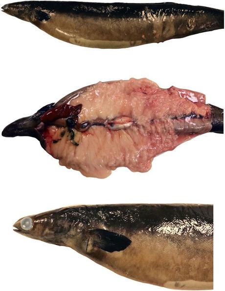 Ovaires d'une anguille d'Europe, Palstra et al., 2020