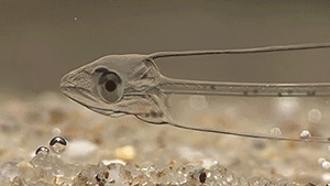 Larve leptocéphale d'anguille japonaise