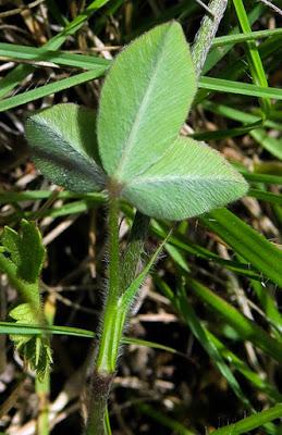 Trèfle jaunâtre (Trifolium ochroleucon)