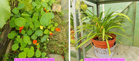 Pâté végétal sucré-salé (Vegan) Pâté végétal sucré-salé (Vegan)