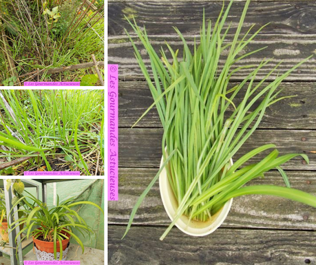 Recette insolite aux salsifis (Vegan) Recette insolite aux salsifis (Vegan)