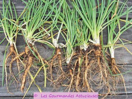 Recette insolite aux salsifis (Vegan) Recette insolite aux salsifis (Vegan)