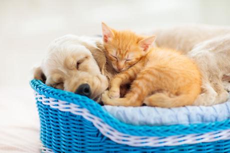Comment aménager les espaces de vie de votre chat pour optimiser son confort ? Comment aménager les espaces de vie de votre chat pour optimiser son confort ?