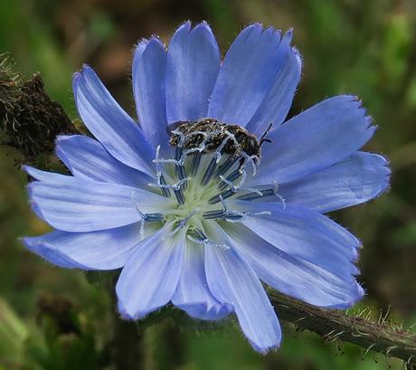 Chicorée sauvage (Cichorium intybus)