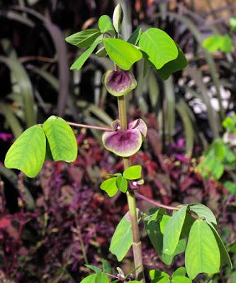 Amicie à fleurs jaunes (Amicia zygomeris)