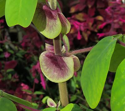 Amicie à fleurs jaunes (Amicia zygomeris)