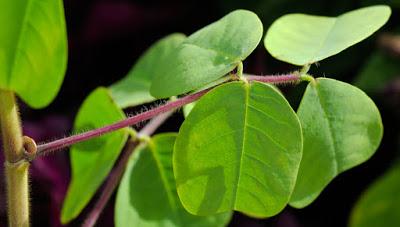 Amicie à fleurs jaunes (Amicia zygomeris)