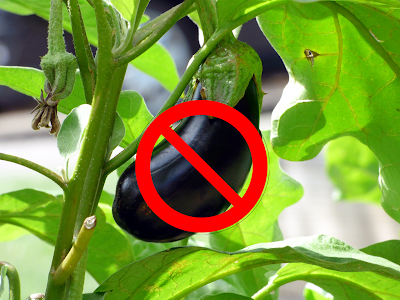 Aubergine interdite Aubergine interdite