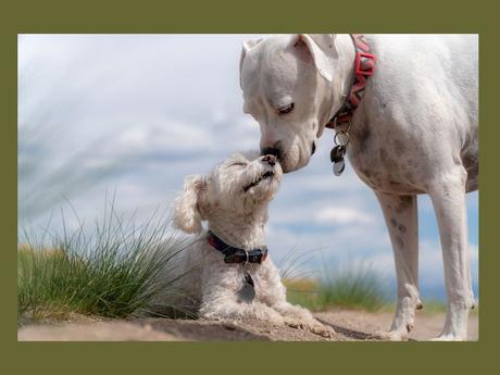 Divers - Un peu de tendresse - 1