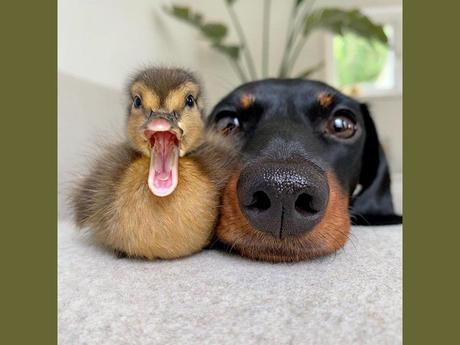 Divers - Un peu de tendresse - 1