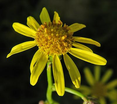 Séneçon du Cap (Senecio inaequidens)
