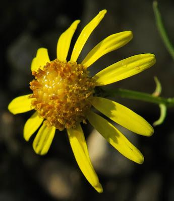 Séneçon du Cap (Senecio inaequidens)