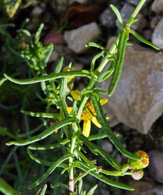 Séneçon du Cap (Senecio inaequidens)