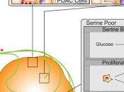 #Cell #cancerdupancréas #sérine #ARNm Neurones Relâchent Sérine pour Favoriser Traduction l’ARNm dans Cancer Pancréas