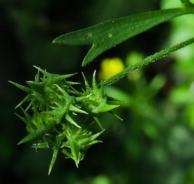 Renoncule des champs (Ranunculus arvensis)