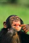 chimpanzé 4