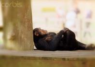 chimpanzé 7