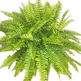 plantes pour lutter contre pollution l’air intérieur