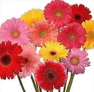 plantes pour lutter contre pollution l’air intérieur