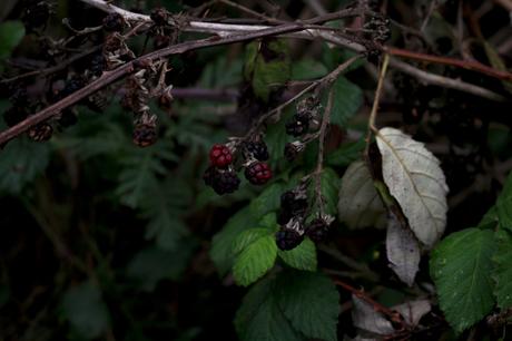 Paysages d’automne dans l’Eure