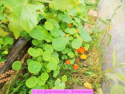 Polenta farcie aux blettes, garnie de pois chiches et aromatisée à l'huile de capucine (Vegan) Polenta farcie aux blettes, garnie de pois chiches et aromatisée à l'huile de capucine (Vegan)