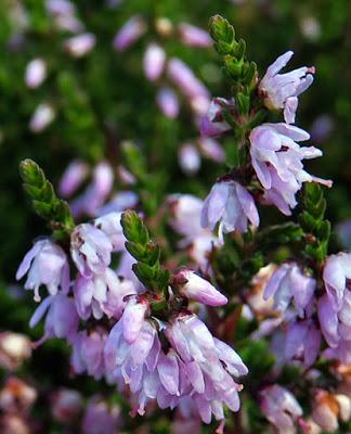 Callune (Calluna vulgaris)